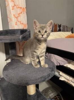 Fettucine -  Domestic Short Hair Cat for Adoption in Edmond, Oklahoma - Fettucine | PetCurious