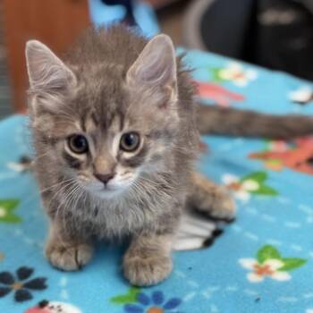 Domestic Short Hair Cats Available for Adoption in South Elgin, Illinois - Balvin | PetCurious