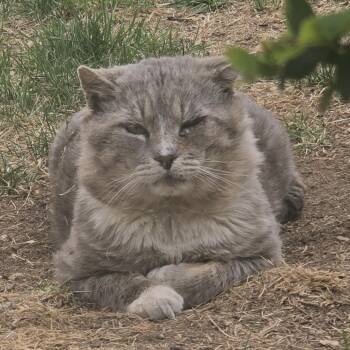 Dumbo -  Domestic Short Hair Cat Available for Adoption in Denver, Colorado - Dumbo | PetCurious