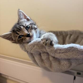 Jim -  Domestic Short Hair Cat for Adoption in Hamilton, Ontario - Jim | PetCurious