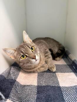 NOUILLE -  Domestic Short Hair Cat for Adoption in Delson, Quebec - NOUILLE | PetCurious