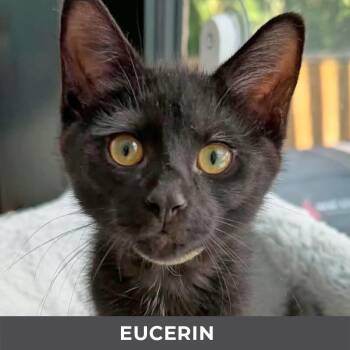 Eucerin -  Domestic Short Hair Cat for Adoption in Toronto, Ontario - Eucerin | PetCurious