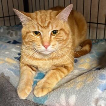 Tabby Cats Available for Adoption - Rocco | PetCurious