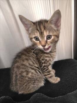 STELLA MAE -  Domestic Short Hair Cat for Adoption in Derwood, Maryland - STELLA MAE | PetCurious