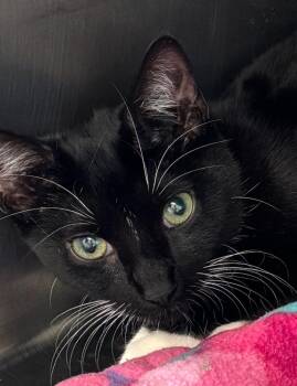 Domestic Short Hair Cats Available for Adoption - Isabelle (fka Isreal) | PetCurious