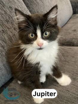 Jupiter -  Domestic Medium Hair Cat for Adoption in Huntsville, Ontario - Jupiter | PetCurious
