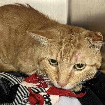 Cove -  Domestic Short Hair Cat for Adoption in Grand Rapids, Michigan - Cove | PetCurious