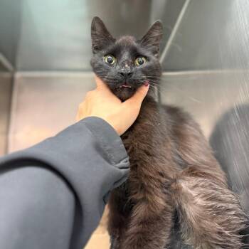Shadow -  Domestic Medium Hair Cat for Adoption in Newark, New Jersey - Shadow | PetCurious