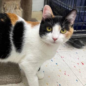 Discord -  Domestic Short Hair Cat for Adoption in Buffalo, New York - Discord | PetCurious
