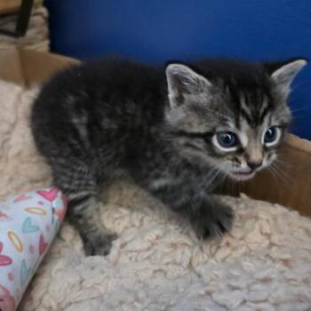 Tilly -  Domestic Short Hair Cat Available for Adoption in Allentown, Pennsylvania - Tilly | PetCurious