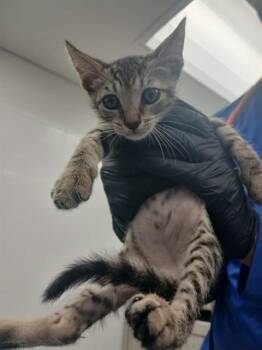 STITCH -  Domestic Short Hair Cat for Adoption in Fort Lauderdale, Florida - STITCH | PetCurious