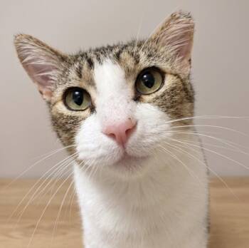 Bobo -  Domestic Short Hair Cat for Adoption - Bobo | PetCurious