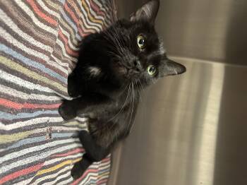 Barbara Logan-Prince -  Domestic Short Hair Cat for Adoption in Grand Rapids, Michigan - Barbara Logan-Prince | PetCurious