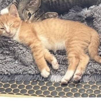Pumpkin -  Domestic Short Hair Cat for Adoption in NEW PT RICHEY, Florida - Pumpkin | PetCurious