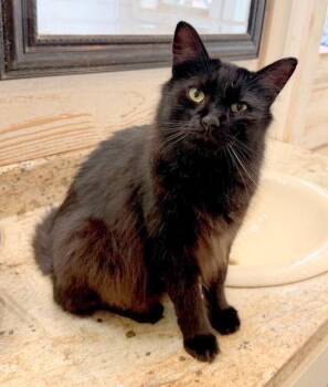 LEX - long-haired beauty -  Domestic Long Hair Cat for Adoption in Falmouth, Maine - LEX - Long-haired Beauty | PetCurious
