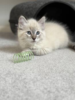 Marie -  Siamese Cat for Adoption in Helendale, California - Marie | PetCurious