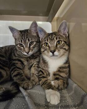 Domestic Short Hair Cats Available for Adoption - Sam AND Dean | PetCurious