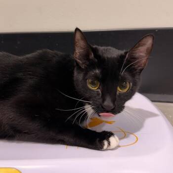 Jasmine -  Domestic Short Hair Cat for Adoption in Tampa, Florida - Jasmine | PetCurious