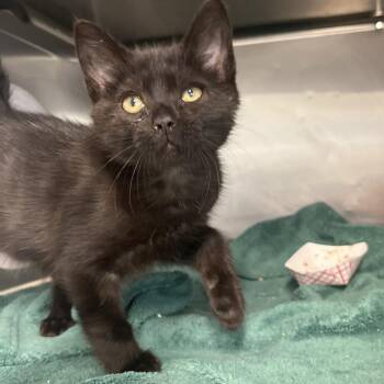 Liam -  Domestic Short Hair Cat for Adoption in Lakeland, Florida - Liam | PetCurious