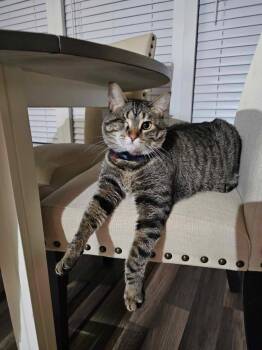 Blender -  Domestic Short Hair Cat for Adoption in Merrillville, Indiana - Blender | PetCurious