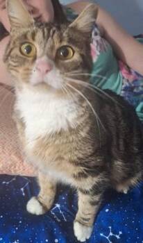 Domestic Short Hair Cats Available for Adoption - Athena | PetCurious