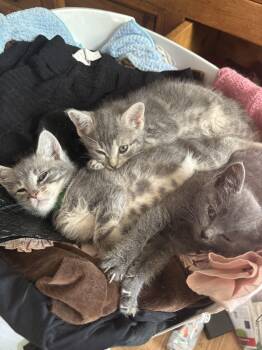 Emilys Kittens  -  Domestic Short Hair Cat Available for Adoption in Springfield, Massachusetts - Emilys Kittens  | PetCurious