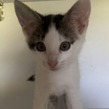 Domestic Short Hair Cats Available for Adoption in San Saba, Texas - Willie | PetCurious