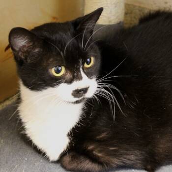 Rescue Domestic Short Hair Cats for Adoption in Gloucester, Virginia - Boyd | PetCurious