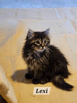 Lexi -  Domestic Long Hair Cat Available for Adoption in Kenosha, Wisconsin - Lexi | PetCurious