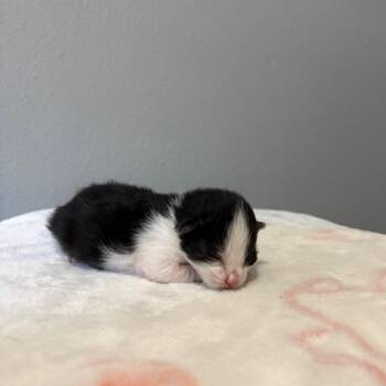 Chip -  Domestic Long Hair Cat for Adoption in Fort Collins, Colorado - Chip | PetCurious