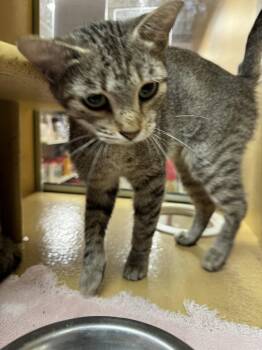 Lace -  Domestic Short Hair Cat for Adoption in Cleveland, Ohio - Lace | PetCurious