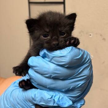 DOTE -  Domestic Short Hair Cat for Adoption in Yuma, Arizona - DOTE | PetCurious