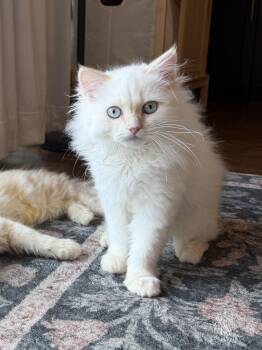 Jack -  Ragdoll Cat for Adoption in Brampton, Ontario - Jack | PetCurious