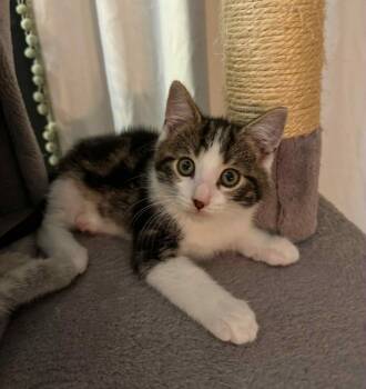 Rescue Domestic Short Hair Cats for Adoption in Effingham, Illinois - Crash Bandicoot | PetCurious