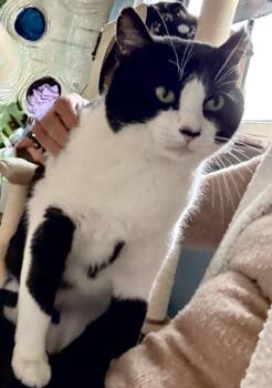 Tuxedo Cats Available for Adoption in Flint Hill, Virginia - Bubba | PetCurious