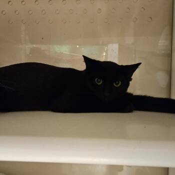 Oregano -  Domestic Short Hair Cat for Adoption in Port Townsend, Washington - Oregano | PetCurious