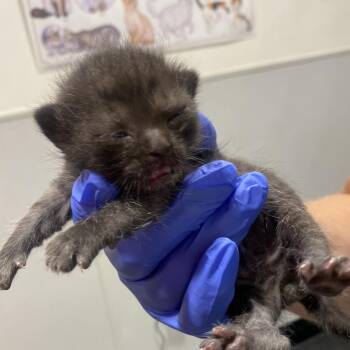 Domestic Short Hair Cats Available for Adoption - Barney | PetCurious