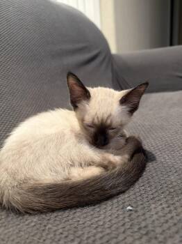 Addie -  Domestic Short Hair Cat for Adoption in The Woodlands, Texas - Addie | PetCurious