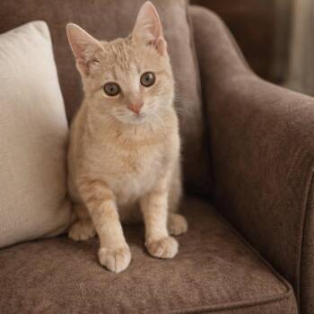 Domestic Short Hair Cats Available for Adoption in Inman, South Carolina - Theodore | PetCurious