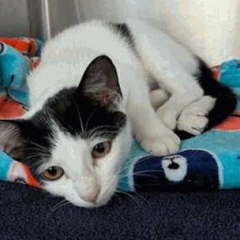 Ranch -  Domestic Short Hair Cat for Adoption in New York, New York - Ranch | PetCurious