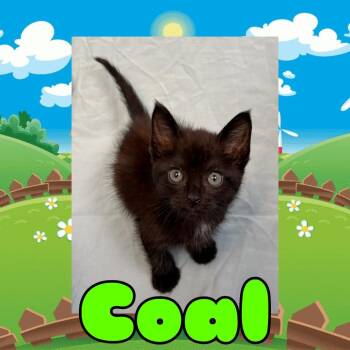 Coal -  Domestic Short Hair Cat for Adoption in Royse City, Texas - Coal | PetCurious