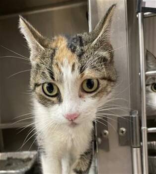 Rescue Domestic Short Hair Cats for Adoption in Aurora, Illinois - CORINA | PetCurious