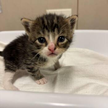 Sharon -  Domestic Short Hair Cat for Adoption in Chicago, Illinois - Sharon | PetCurious