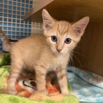 Flame & Blaze -  Domestic Short Hair Cat for Adoption in Manhattan, Kansas - Flame & Blaze | PetCurious