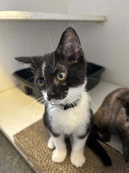 Mr. Moo Kitty Cow -  Domestic Short Hair Cat for Adoption in Sparta, Illinois - Mr. Moo Kitty Cow | PetCurious