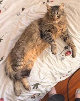 Domestic Short Hair Cats Available for Adoption - Brady | PetCurious