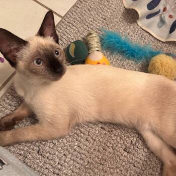 Kumonga -  Domestic Short Hair and Siamese Cat for Adoption in Port Richey, Florida - Kumonga | PetCurious