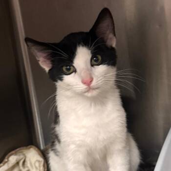 Pikachu -  Domestic Short Hair Cat for Adoption in Marion, Virginia - Pikachu | PetCurious