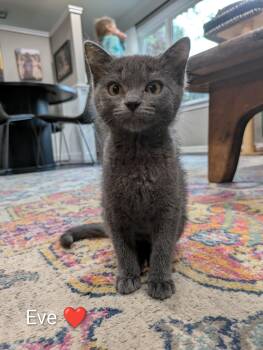 Eve -  Domestic Short Hair Cat for Adoption in Battle Creek, Michigan - Eve | PetCurious