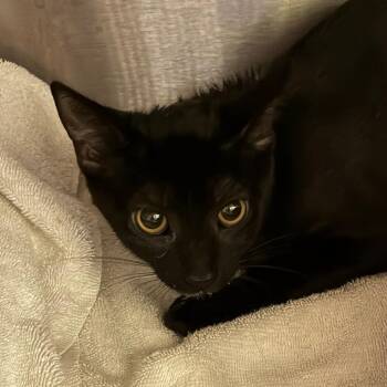 Jasmine/FPAC916 -  Domestic Short Hair Cat for Adoption in Oak Park, Illinois - Jasmine/FPAC916 | PetCurious